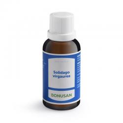Solidago virgaurea
