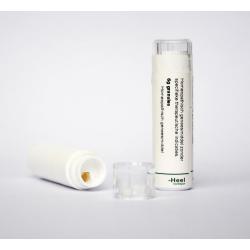 Belladonna LM6