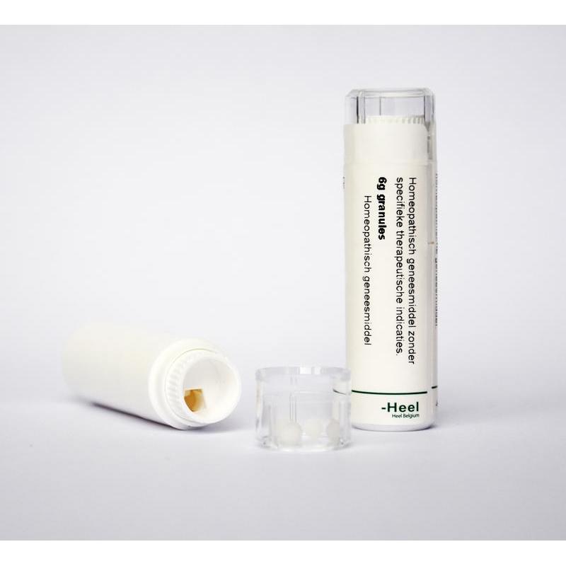 Belladonna LM6