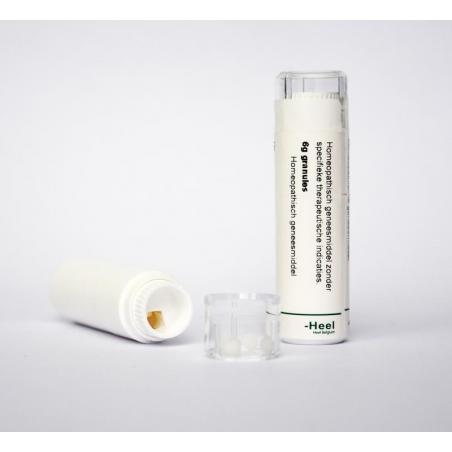 Belladonna LM6