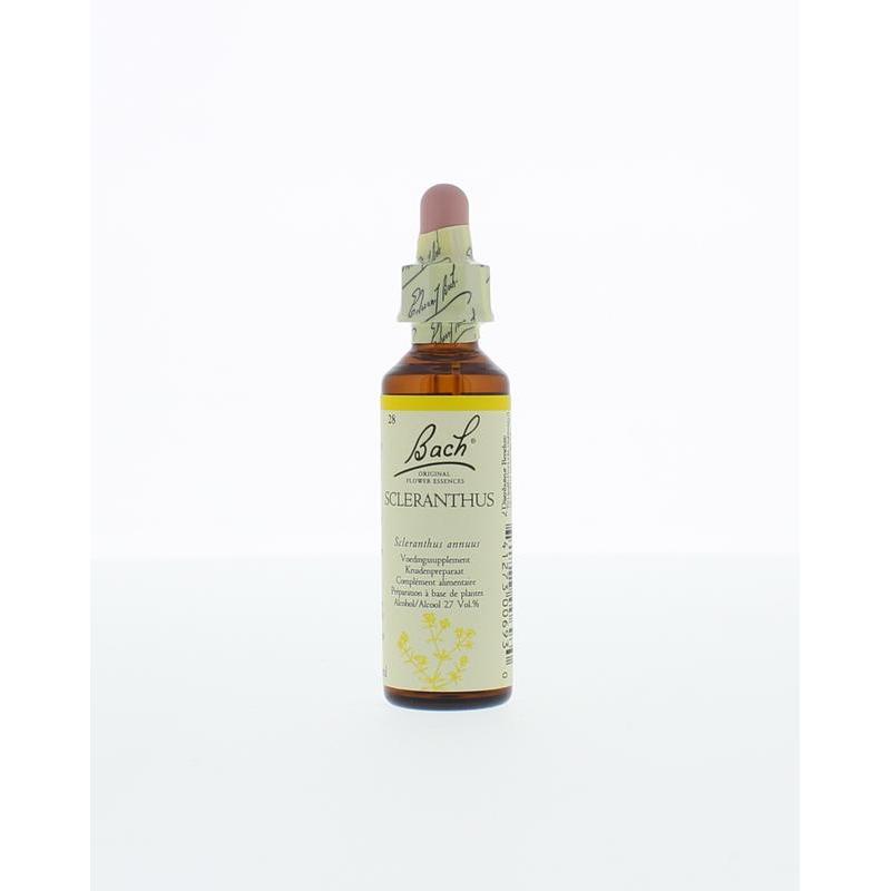 Scleranthus / hardbloem