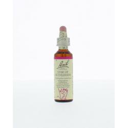 Star of Bethlehem / vogelmelk